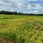 Emater pesquisa uso de bioinsumos no cultivo de arroz em Porangatu