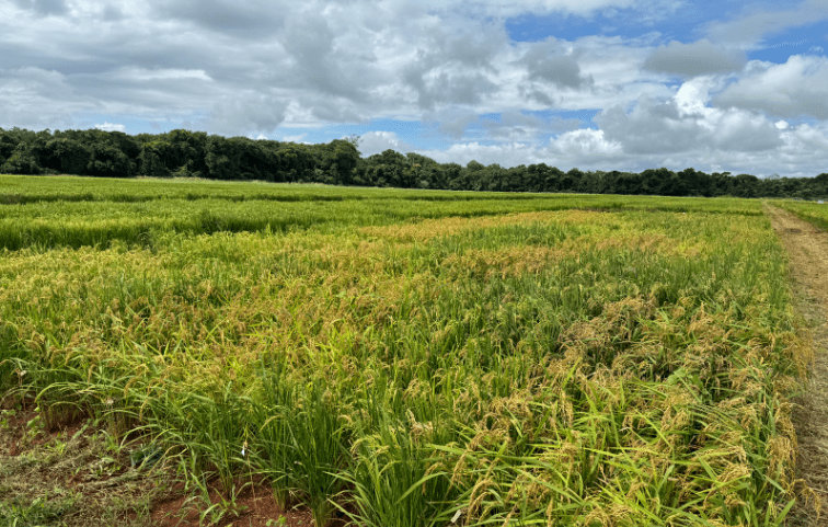 Emater pesquisa uso de bioinsumos no cultivo de arroz em Porangatu