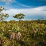 Programa financiado pela Fapeg contribui para proteção do Cerrado