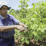 Prazo para solicitar hastes de pequi termina nesta quinta