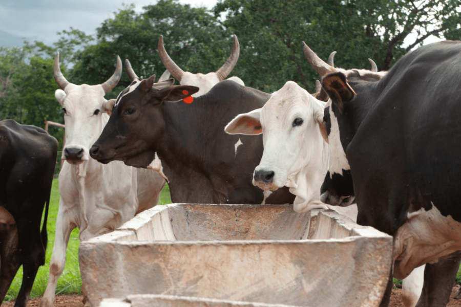 FCO Rural aprova mais de R$ 19 milhões para agropecuária