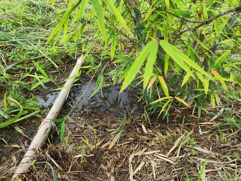 Projeto Bambu inova tratamento de esgoto em Goiás