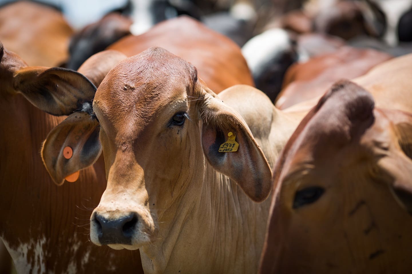 Declaração de rebanho deve ser feita à Agrodefesa até dia 31, em Goiás