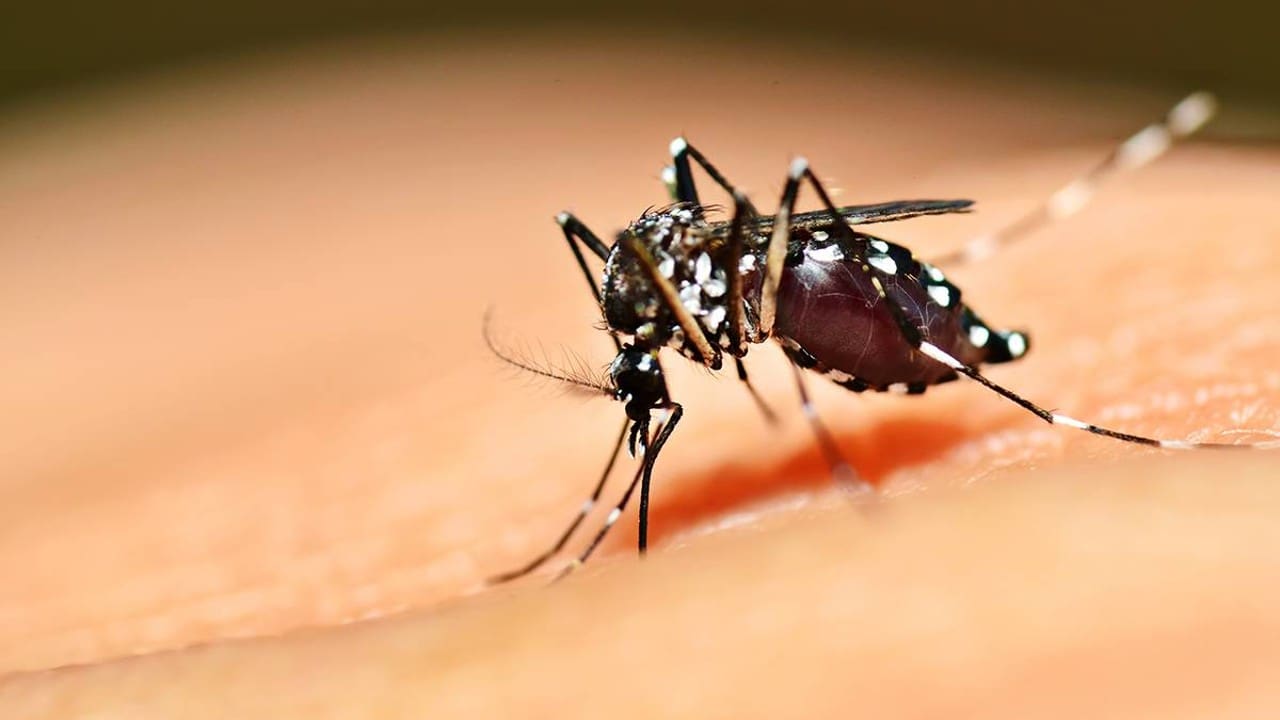 Goiás lança Campanha contra Dengue, Zika e Chikungunya