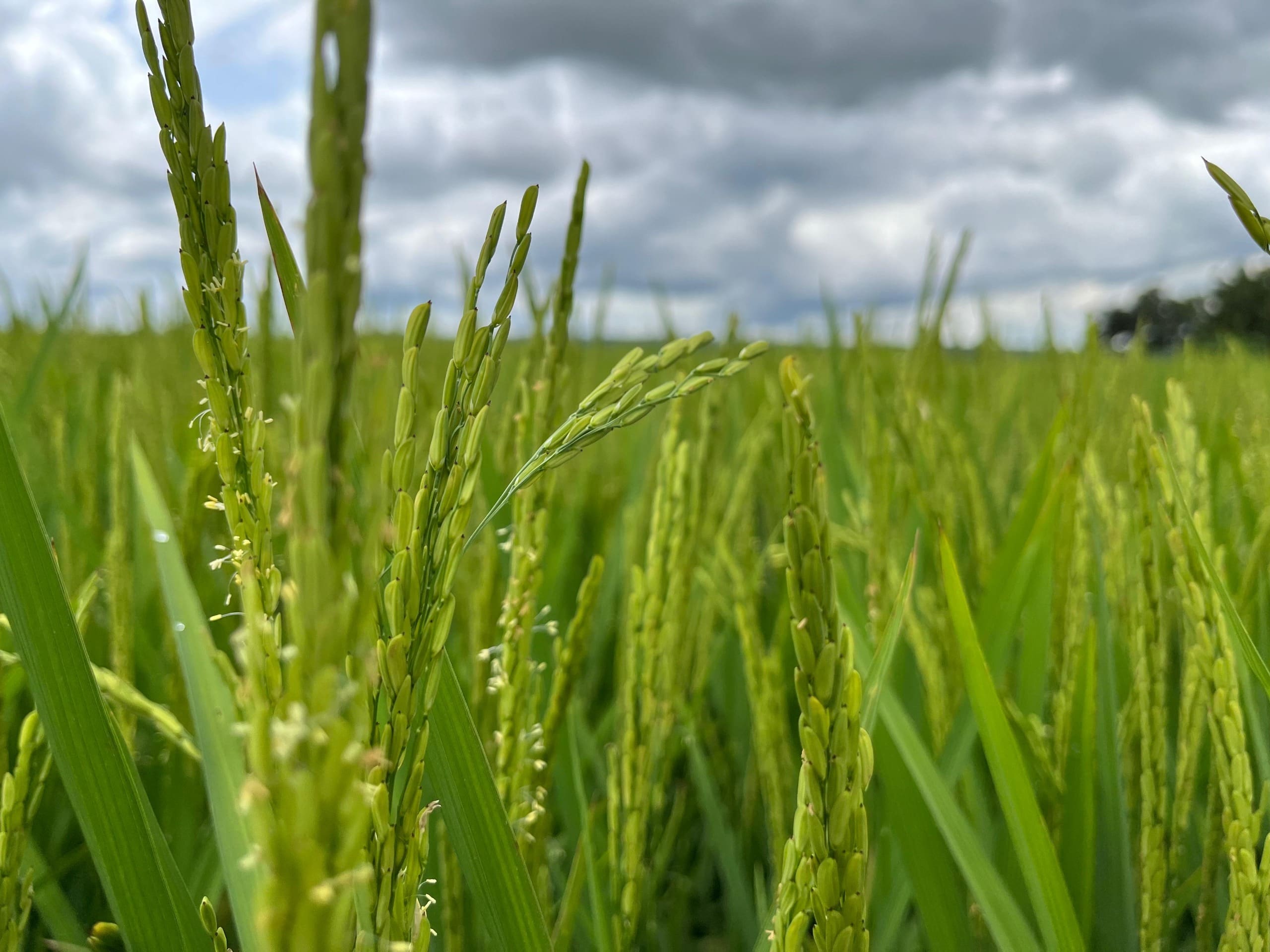 Produção de arroz em Goiás deve ter aumento de 19,6%