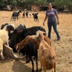 Fomento Rural de Goiás destina recursos a agricultores familiares