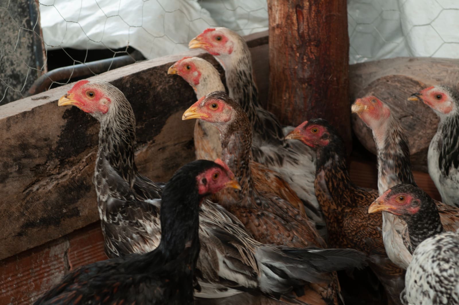 Agrodefesa alerta a população sobre sinais de gripe aviária em aves domésticas e selvagens