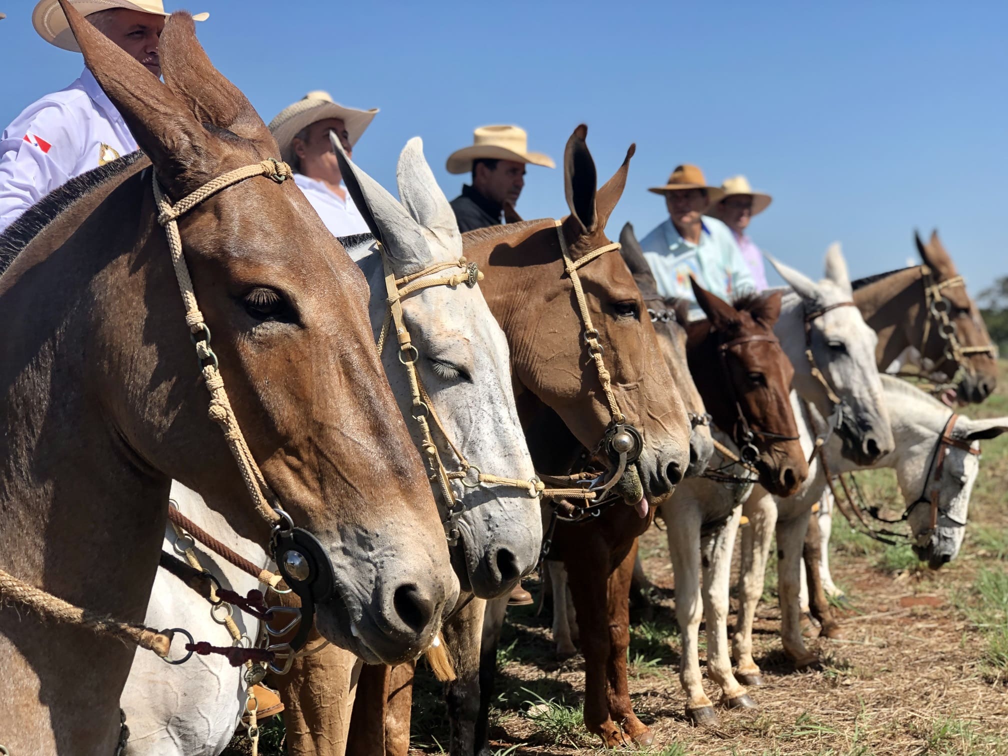 Agrodefesa orienta criadores de muares para 17º Encontro Nacional de Muladeiros