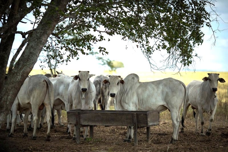 Goiás contabilizou mais de 22 milhões de cabeças de bovinos, em 2024