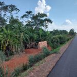 Alerta pra risco de bananeiras em faixas de domínio de rodovias