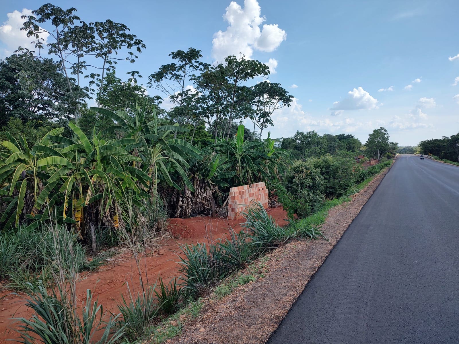 Alerta pra risco de bananeiras em faixas de domínio de rodovias