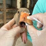 Agrodefesa examina aves em Goiás para assegurar ausência de doenças