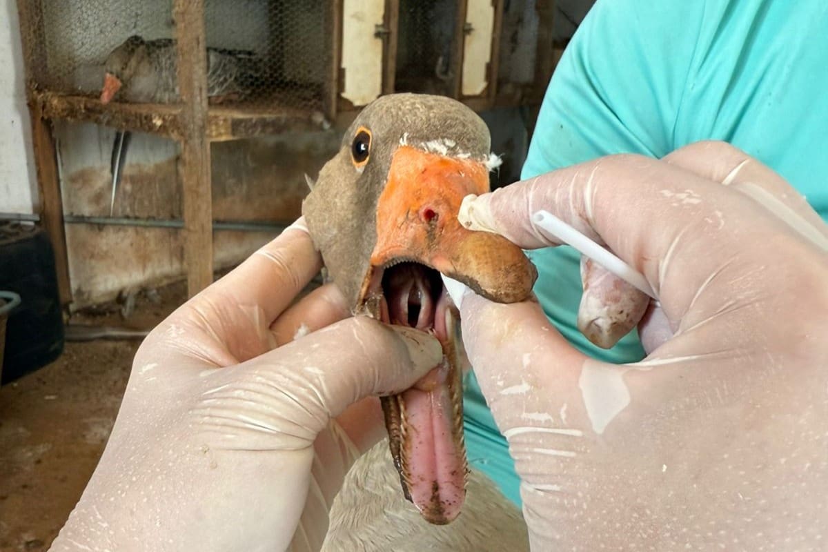 Agrodefesa examina aves em Goiás para assegurar ausência de doenças