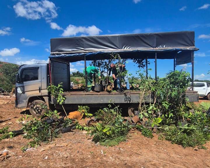 Agrodefesa apreende 350 mudas ilegais em Anápolis