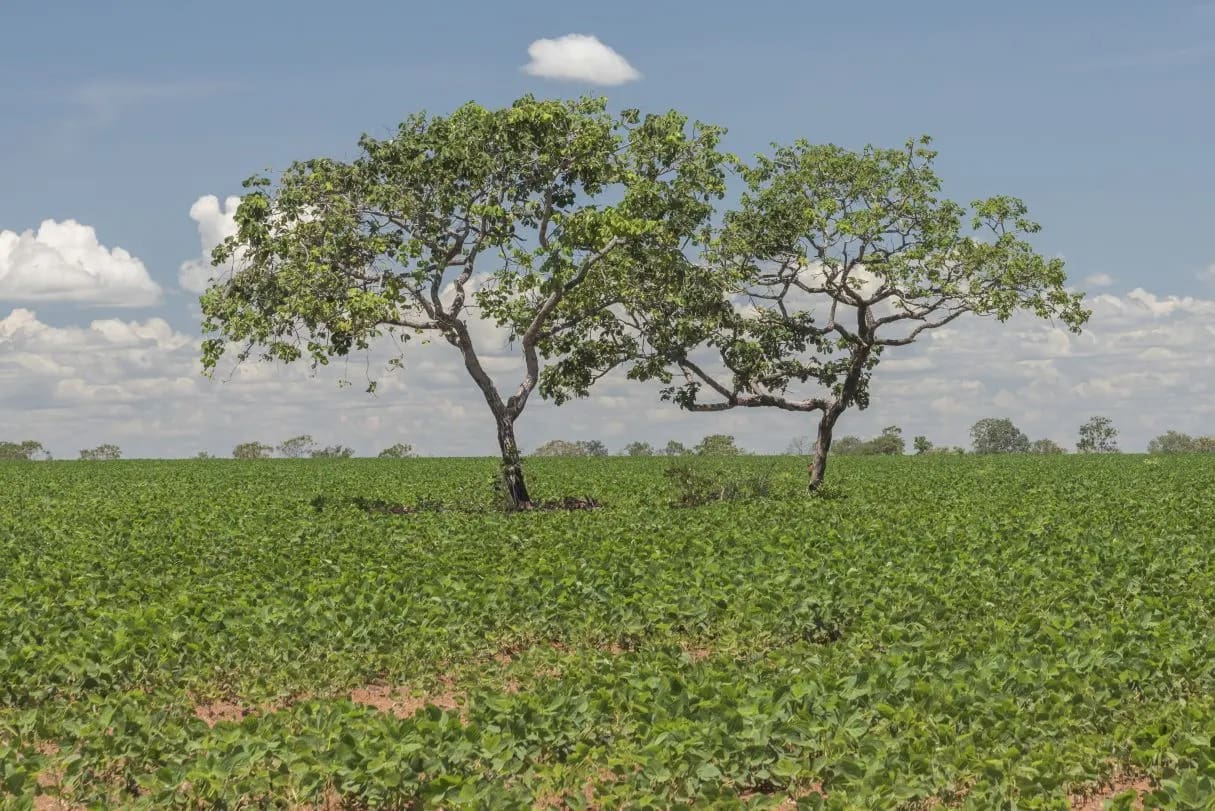 Começam os atendimentos a produtores que desejam aderir ao “Cerrado em Pé”