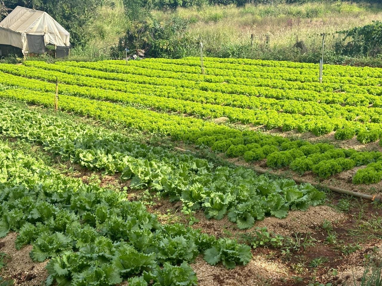 Pesquisadores vão atuar no fortalecimento da agricultura familiar