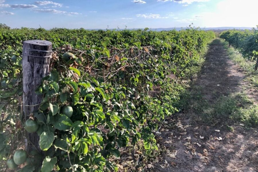 Fruticultura do Vão do Paranã deve contar com cooperativa de polpas