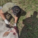 Agrodefesa monitora casos de raiva em bovinos em São Patrício