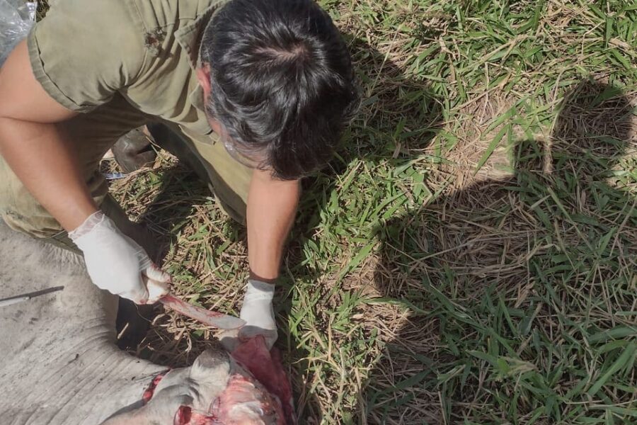 Agrodefesa monitora casos de raiva em bovinos em São Patrício