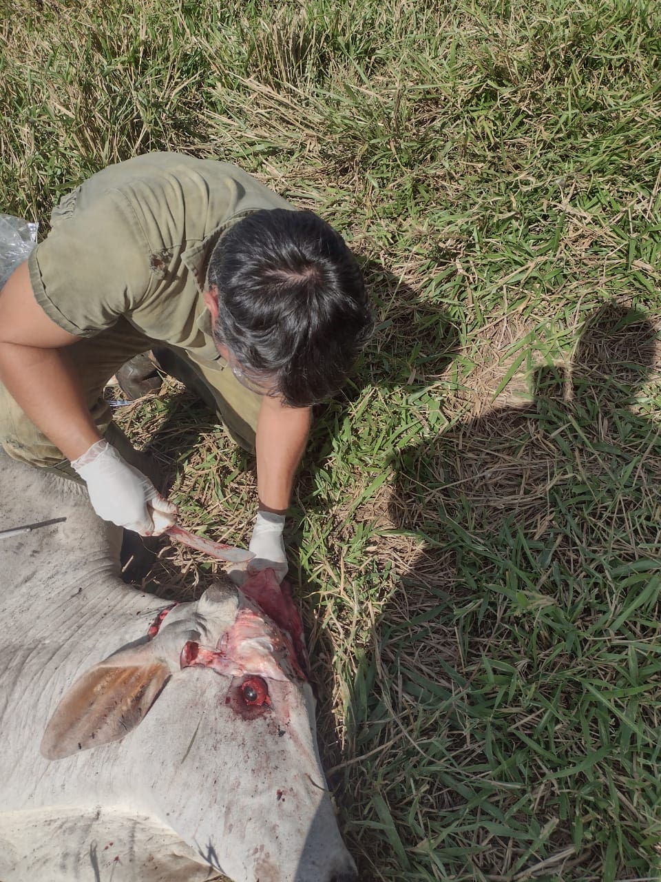 Agrodefesa monitora casos de raiva em bovinos em São Patrício