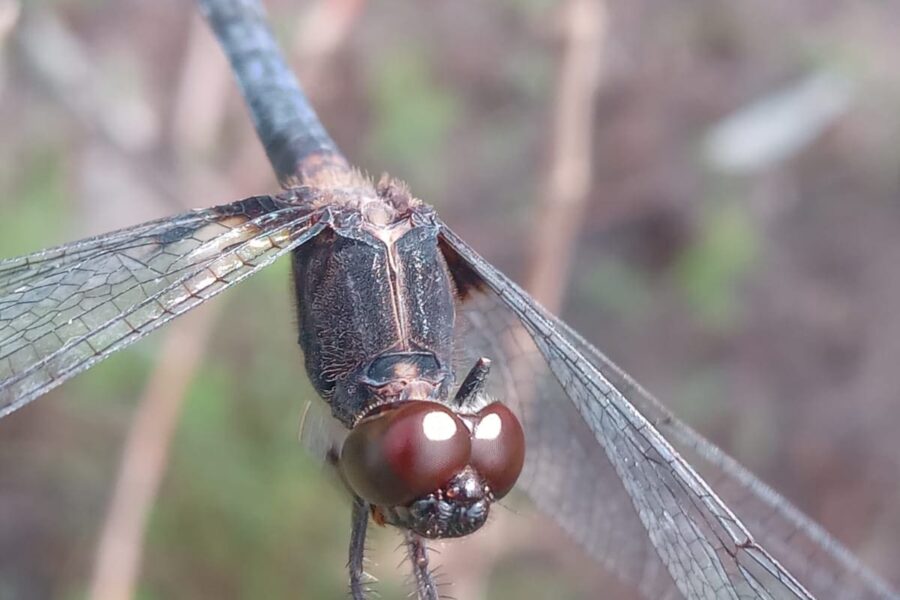 Cientistas podem participar da 1ª avaliação de risco da fauna de Goiás