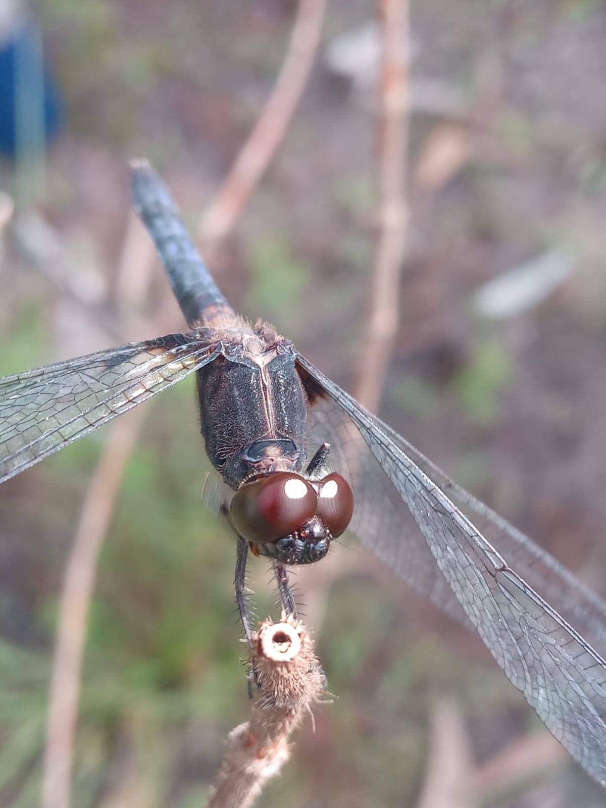 Cientistas podem participar da 1ª avaliação de risco da fauna de Goiás