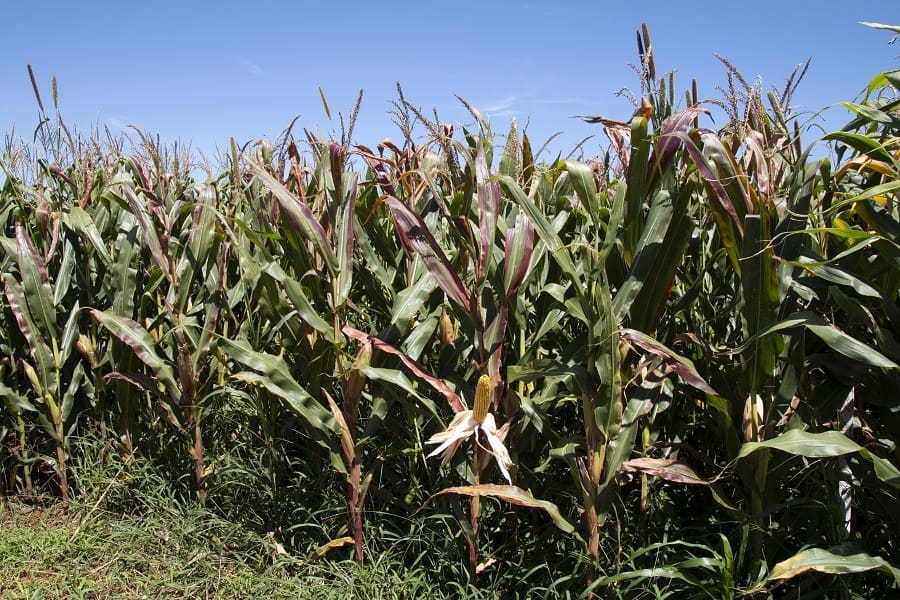 Agrodefesa orienta produtor rural para cuidados com a cultura do milho