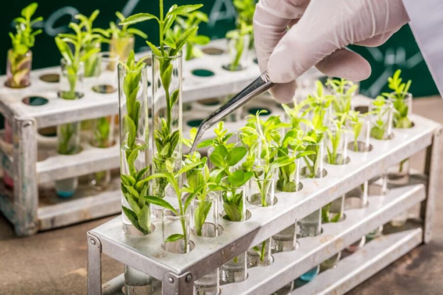 IF Goiano abre inscrições para especialização em bioinsumos