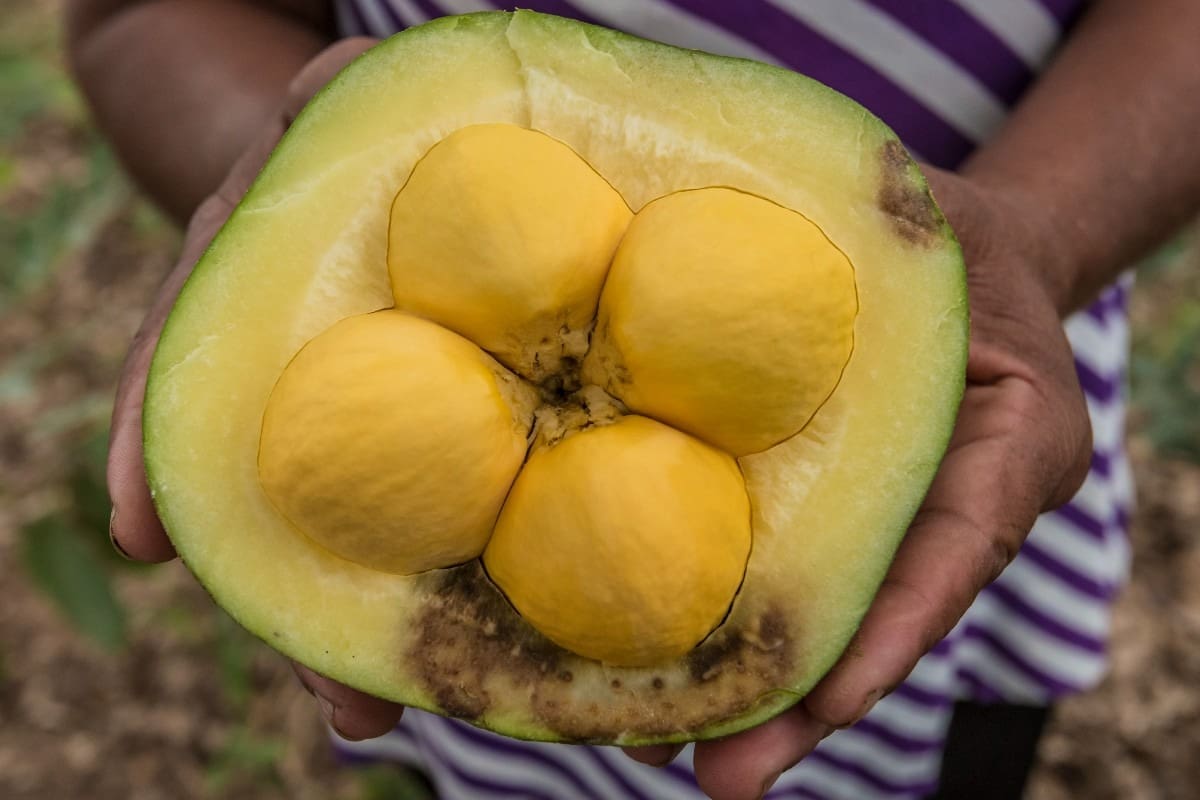 Semad vai financiar projetos da sociobiodiversidade em Goiás