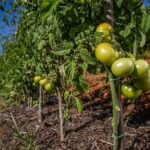 Agrodefesa orienta sobre transplantio de mudas de tomate em Goiás