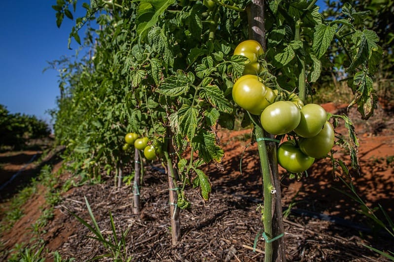 Agrodefesa orienta sobre transplantio de mudas de tomate em Goiás