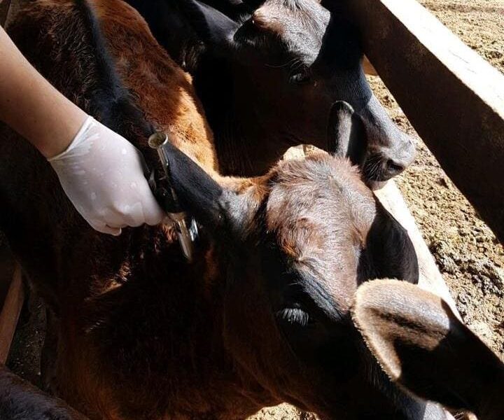 Vacinação contra a raiva em bovinos e bubalinos atinge 99% dos animais