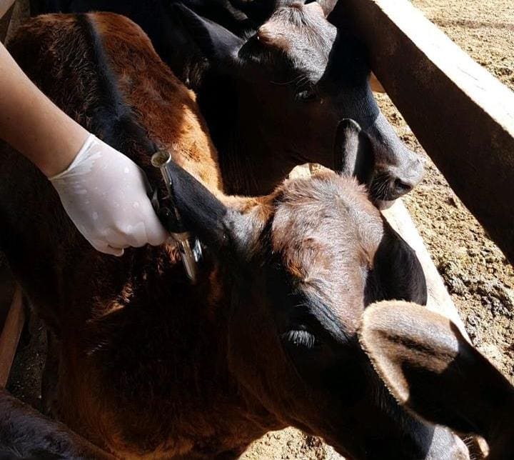 Vacinação contra a raiva em bovinos e bubalinos atinge 99% dos animais