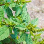 Agrodefesa intensifica ações para evitar praga Amaranthus palmeri em Goiás