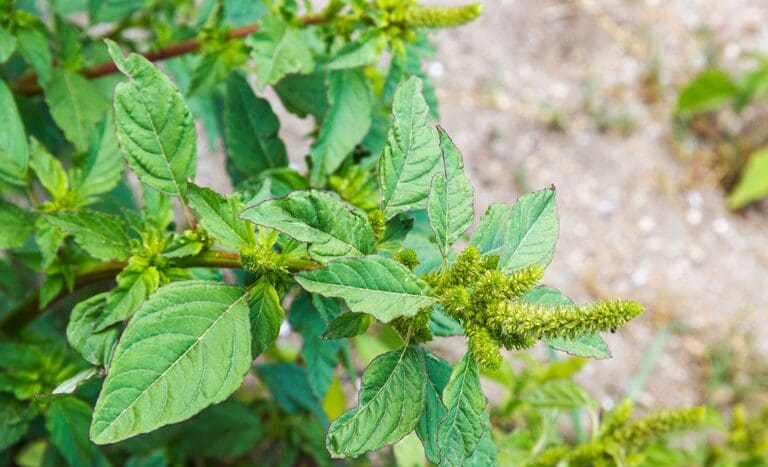 Agrodefesa intensifica ações para evitar praga Amaranthus palmeri em Goiás