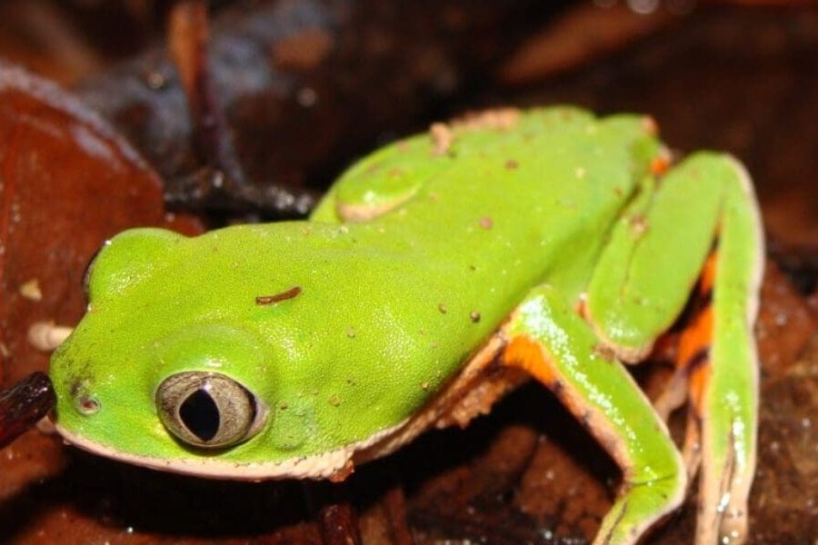 Consulta avalia risco de extinção de anfíbios em Goiás