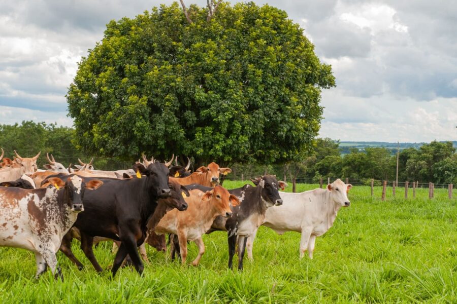 Goiás celebra um ano como zona livre de febre aftosa sem vacinação