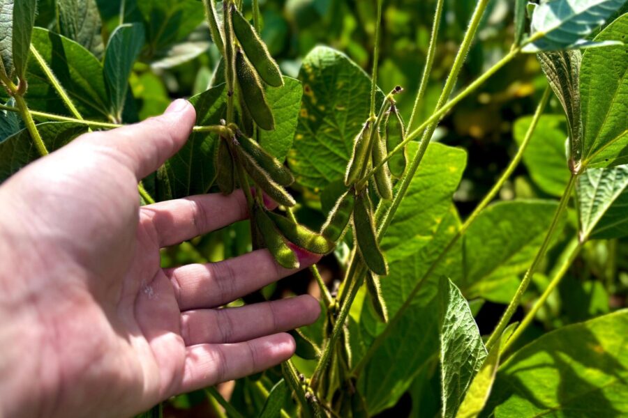 Agronegócio goiano deve ter recorde no valor bruto da produção em 2025