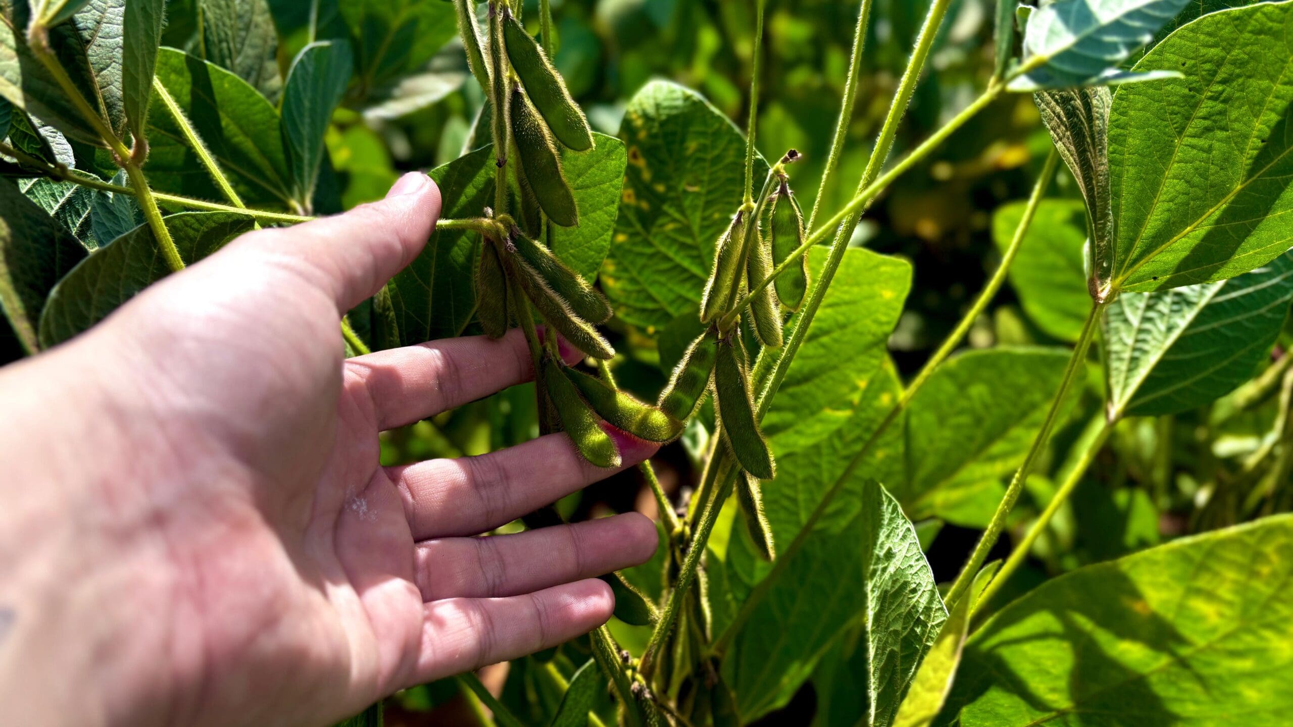 Agronegócio goiano deve ter recorde no valor bruto da produção em 2025