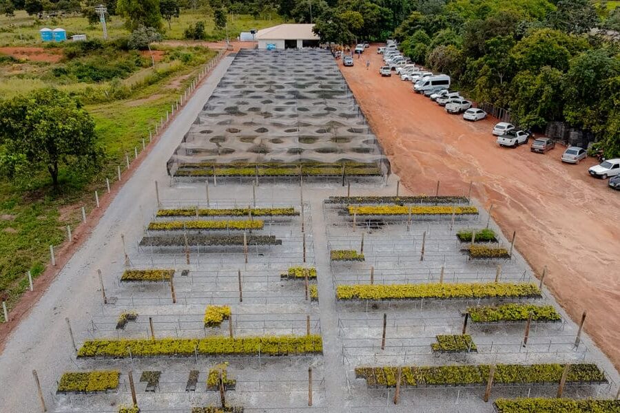 Juntos pelo Araguaia recupera áreas e inaugura viveiro em Piranhas