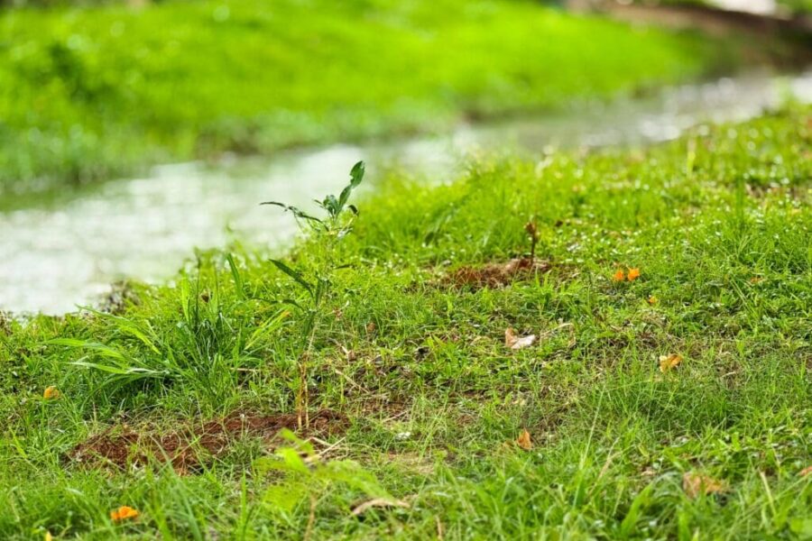 Semad planta árvores para compensar emissões de gases do Fica 2024