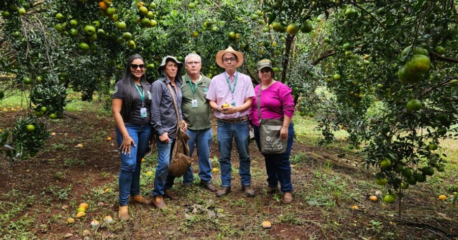 Agrodefesa identifica novas áreas com sintomas da praga HLB no Estado e reforça contenção