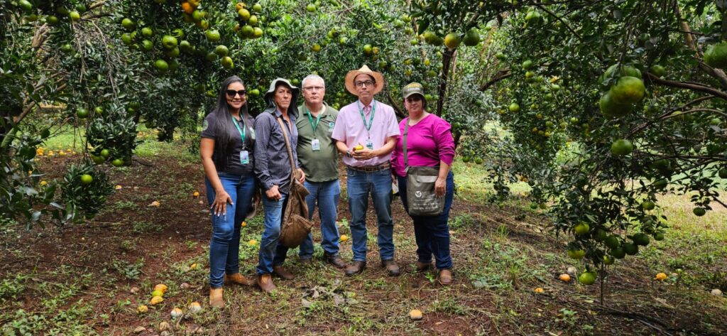 Agrodefesa identifica novas áreas com sintomas da praga HLB no Estado e reforça contenção