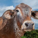 Goiás inicia última campanha obrigatória contra raiva em herbívoros em 119 municípios
