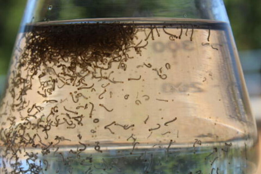 Goiás investe em inovação contra o Aedes aegypti