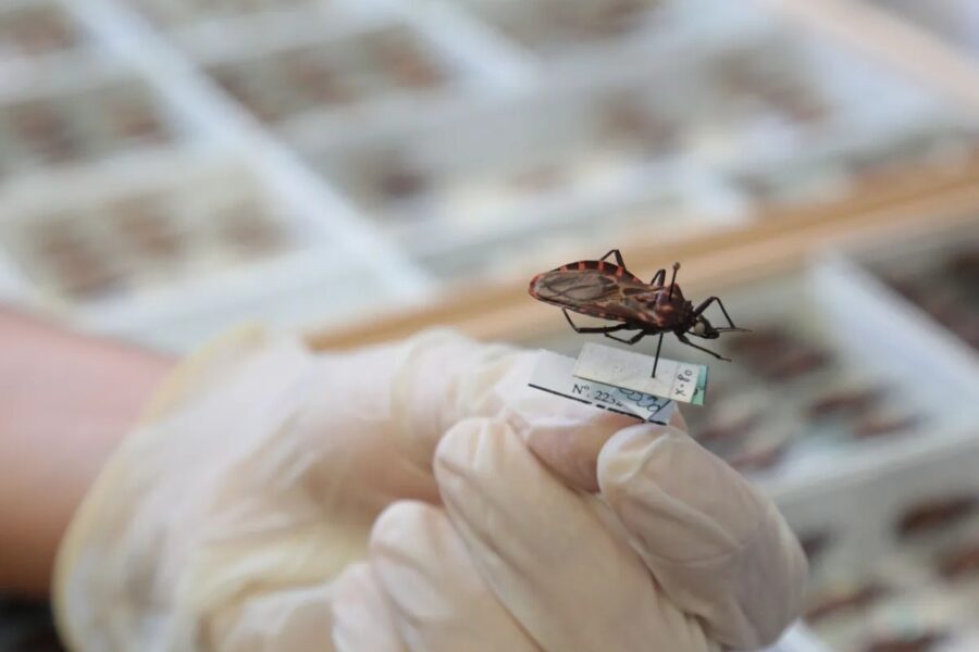 Goiás intensifica combate à doença de Chagas