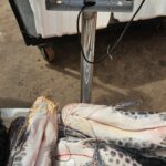 Procon autua supermercado por comercializar peixes vencidos