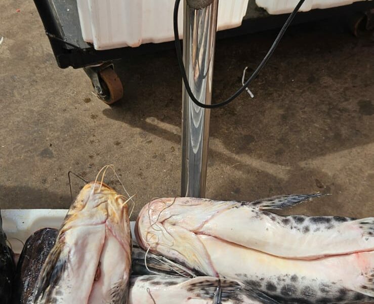 Procon autua supermercado por comercializar peixes vencidos