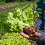 Pesquisadores goianos podem participar de evento internacional de agricultura sustentável