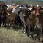 Nova normativa da Agrodefesa reforça controle da brucelose e da tuberculose em Goiás